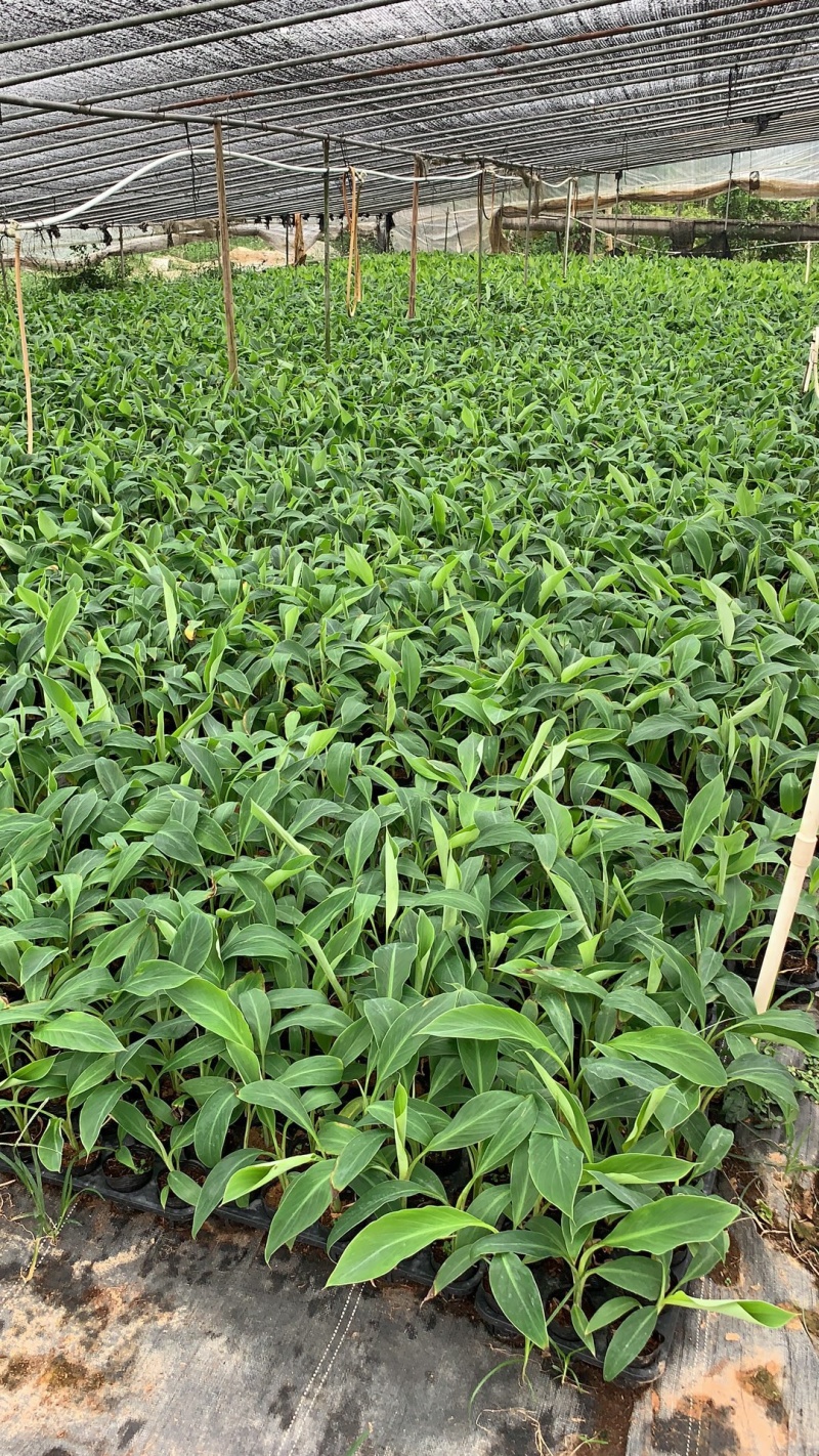 广粉粉蕉苗、供应海南三亚乐东