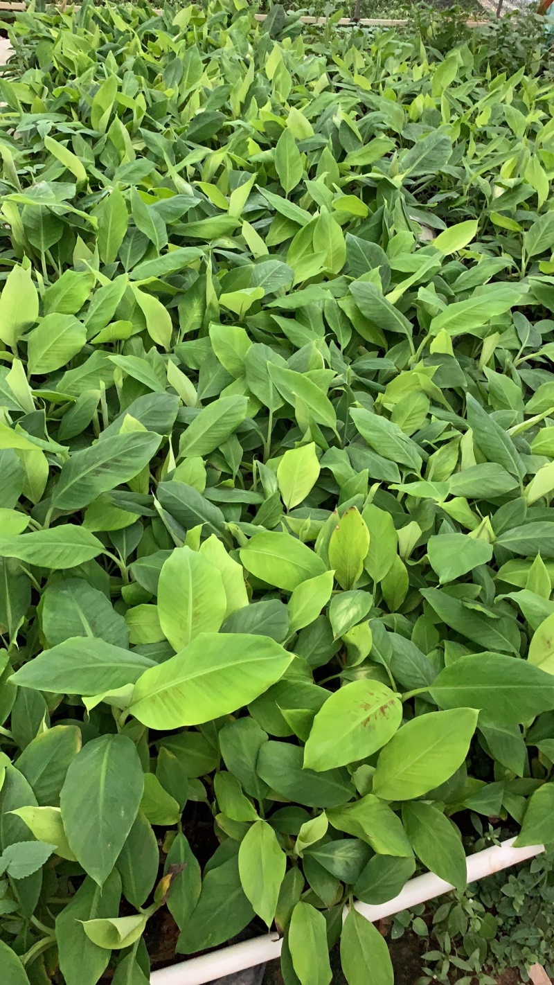广粉粉蕉苗、供应海南三亚乐东