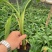 广粉粉蕉苗、供应海南三亚乐东