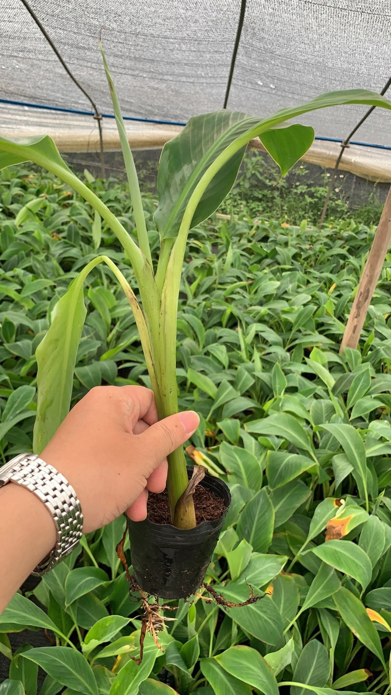 广粉粉蕉苗、供应海南三亚乐东