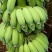 广粉粉蕉苗、供应海南三亚乐东