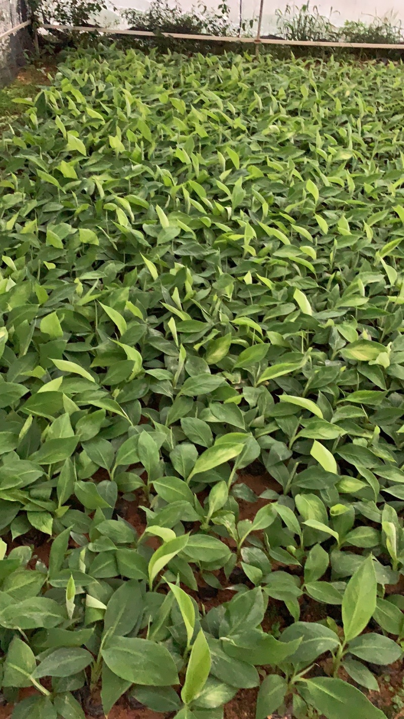 广粉粉蕉苗、供应海南三亚乐东