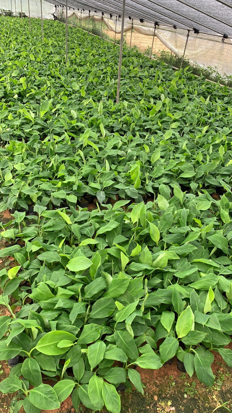 广粉粉蕉苗、供应海南三亚乐东