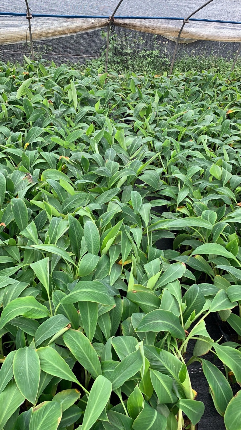 广粉粉蕉苗、供应海南三亚乐东