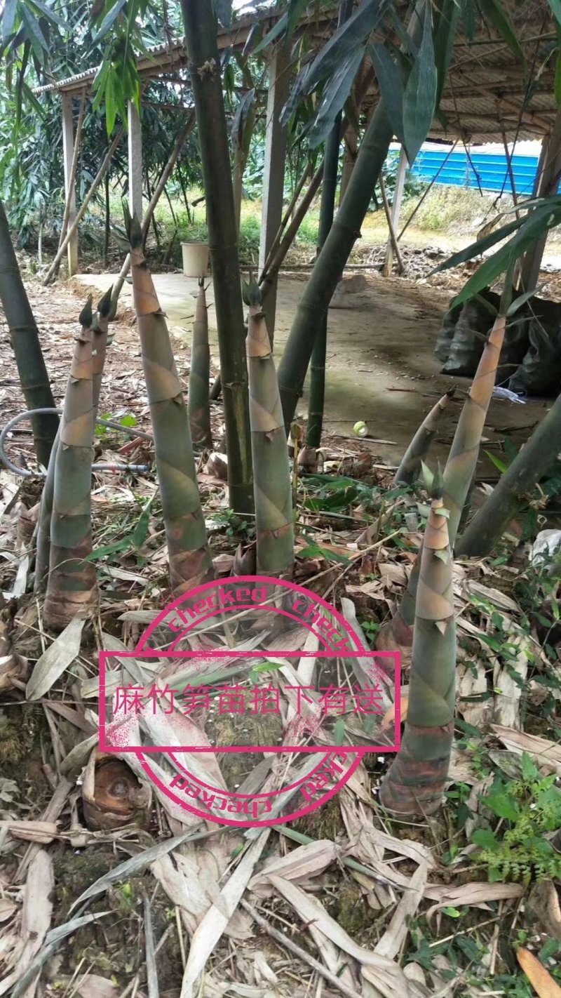 甜竹苗螺蛳粉酸笋英德产地麻竹苗竹头苗竹秧苗烟斗苗