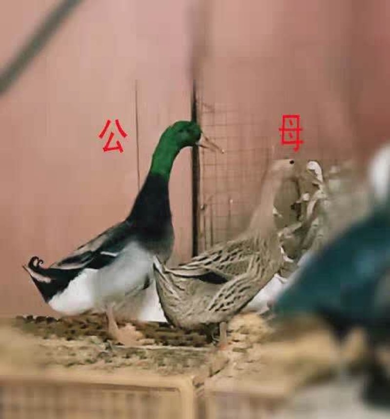 精品大番鸭麻鸭，金定鸭，灰鸭，蛋鸭苗防疫完善技术跟踪