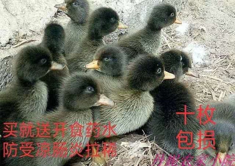 精品大番鸭麻鸭，金定鸭，灰鸭，蛋鸭苗防疫完善技术跟踪