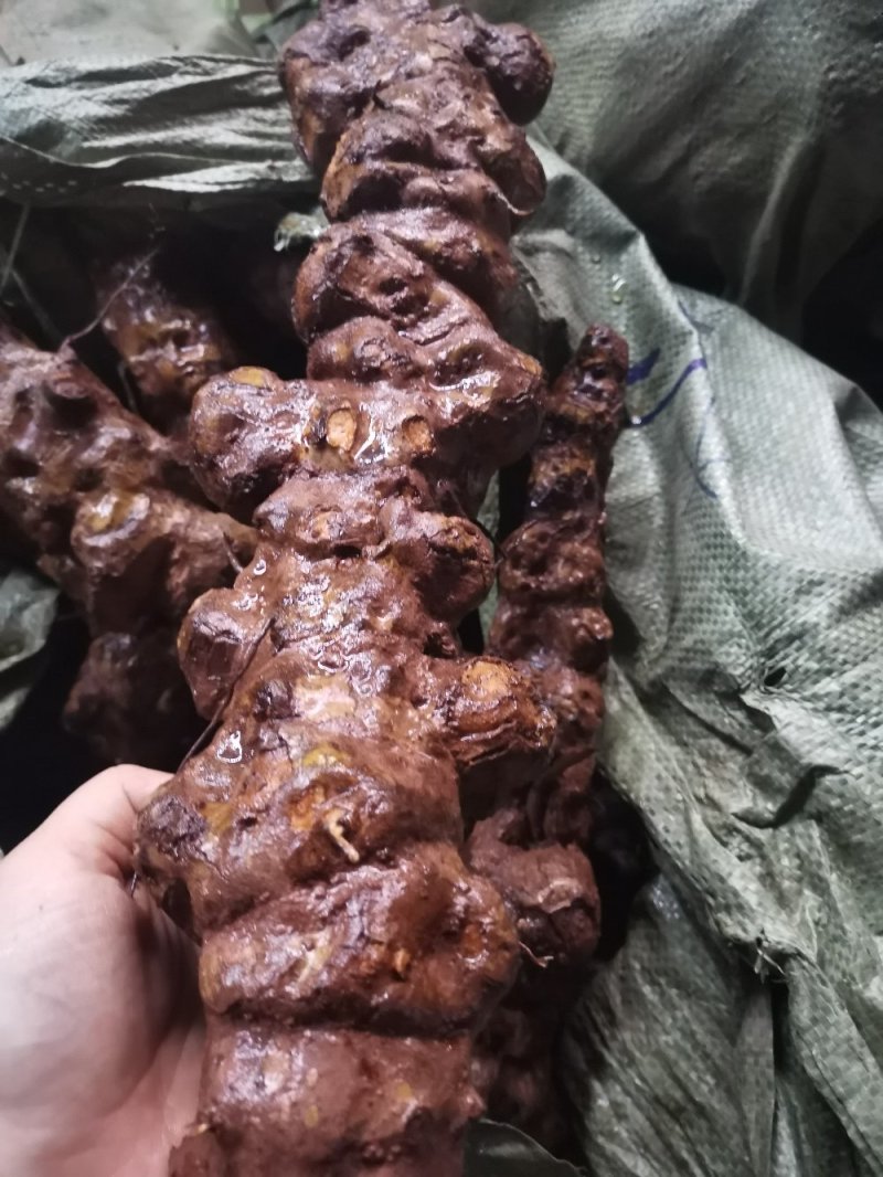 土茯苓