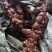 土茯苓