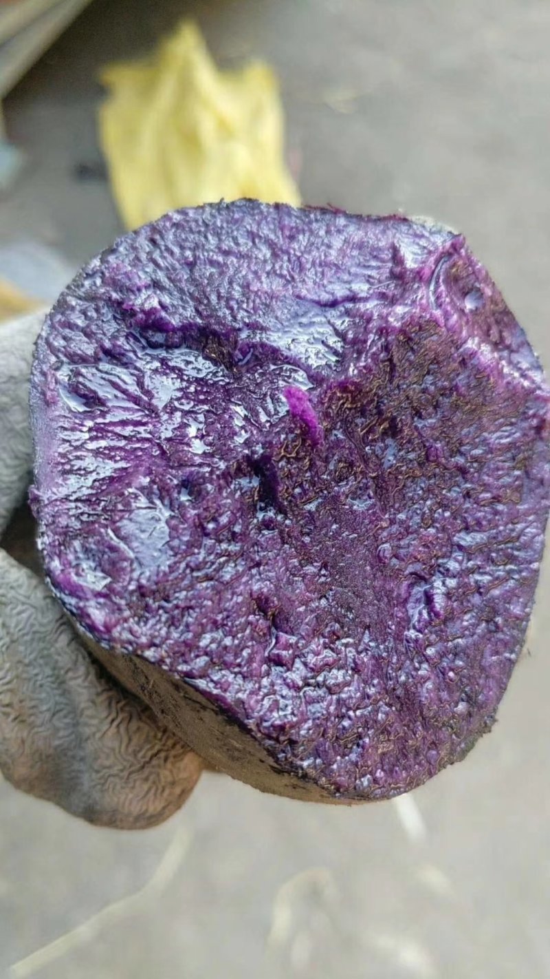 黑金刚土豆一件代发马铃薯种子种薯黑洋芋五斤