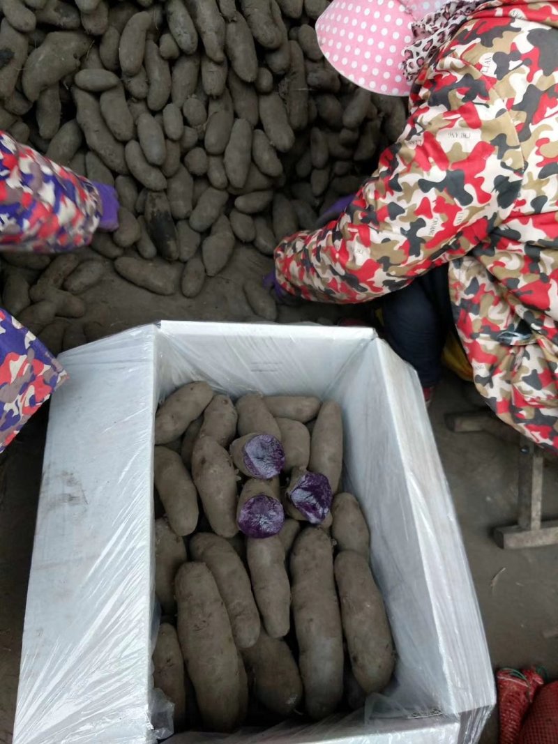 黑金刚土豆一件代发马铃薯种子种薯黑洋芋五斤