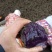 黑金刚土豆一件代发马铃薯种子种薯黑洋芋五斤