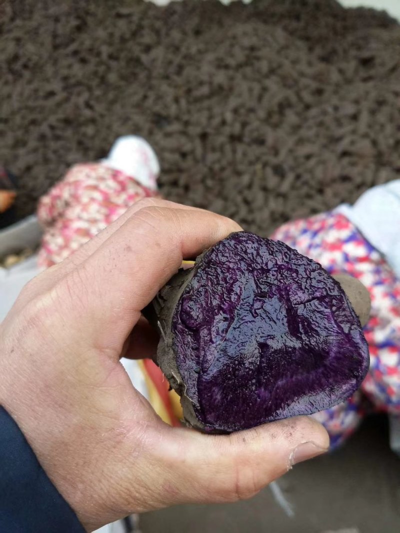 黑金刚土豆一件代发马铃薯种子种薯黑洋芋五斤