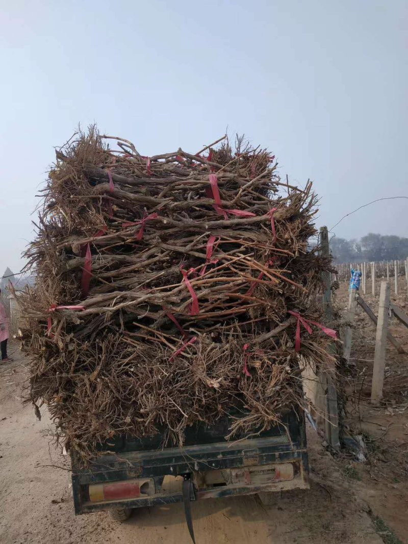 梨树，海量供应果树，承接占地工程，绿化工程。货发全国。