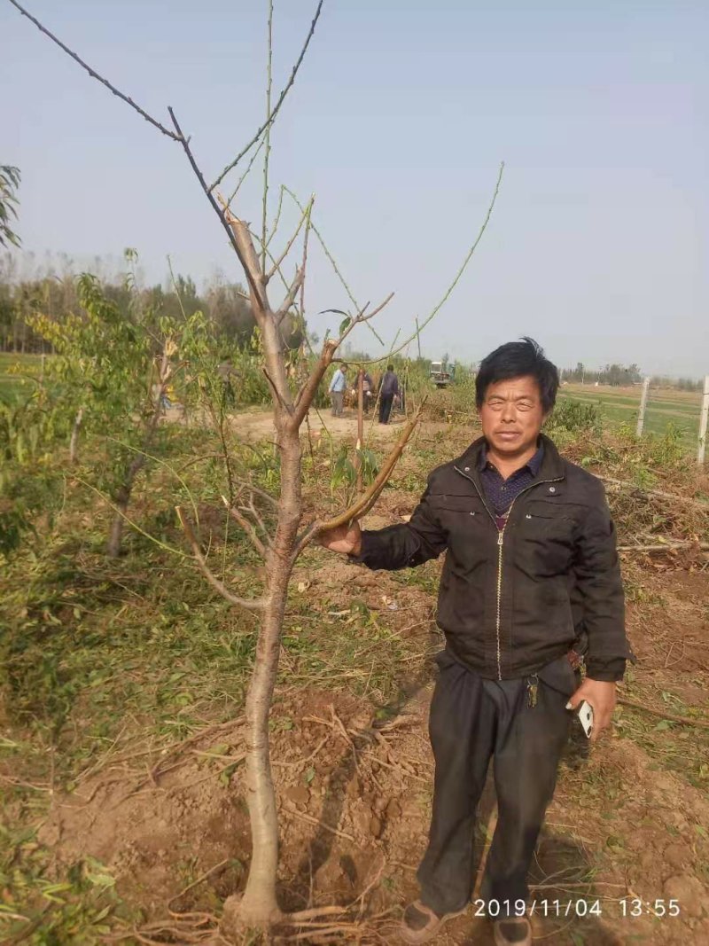 梨树，海量供应果树，承接占地工程，绿化工程。货发全国。