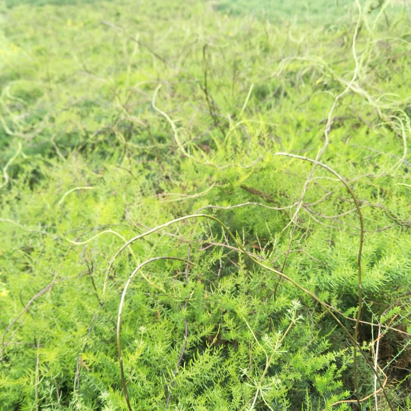 优质大天冬，籽育苗，基地直供