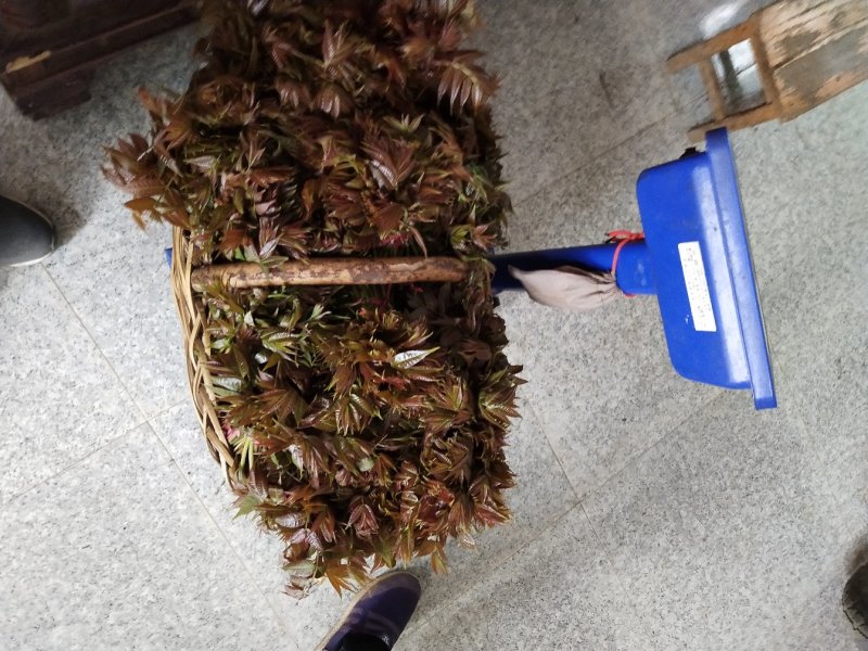 露天红油香椿，价格波动大，依当天价格为准，不支持一件代发