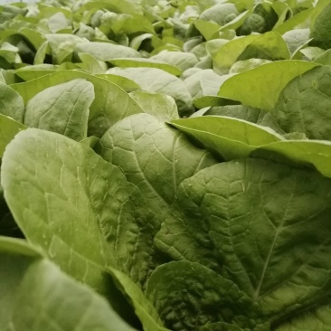 杭白菜，五号菜，5号菜，大量供应浙江上海江苏周边