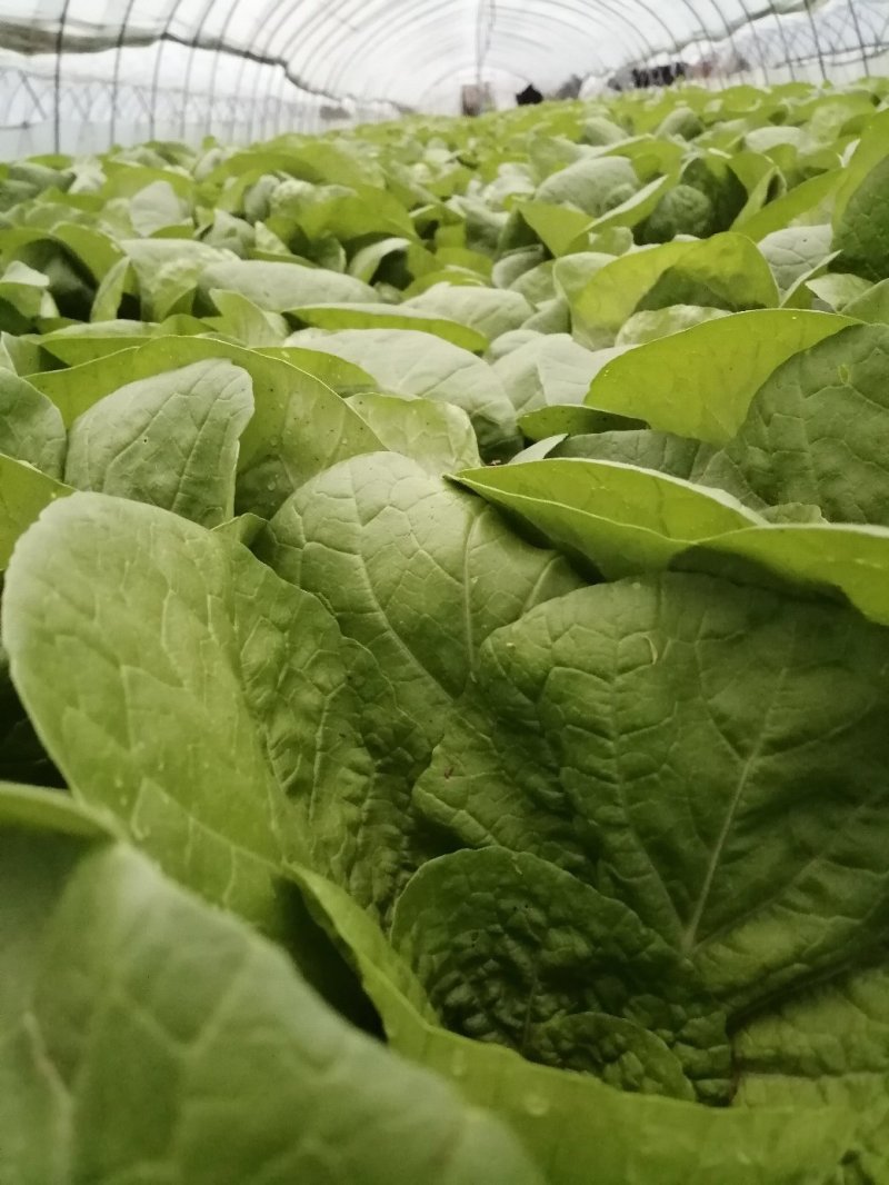 杭白菜，五号菜，5号菜，大量供应浙江上海江苏周边