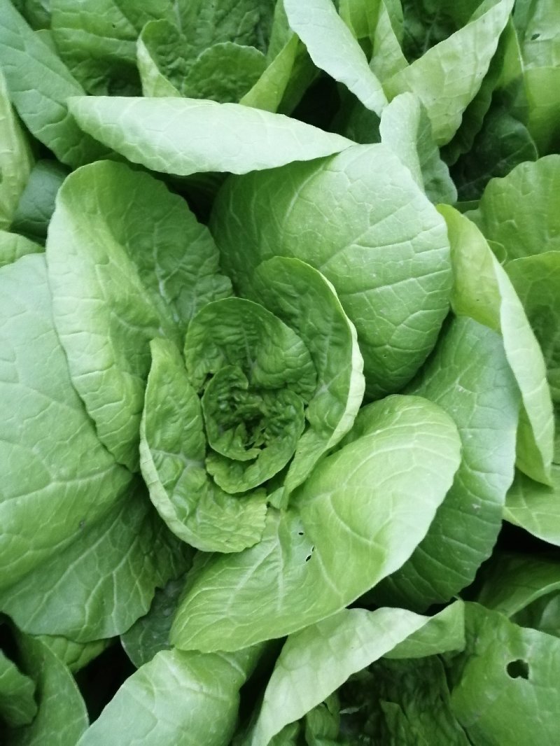 杭白菜，五号菜，5号菜，大量供应浙江上海江苏周边
