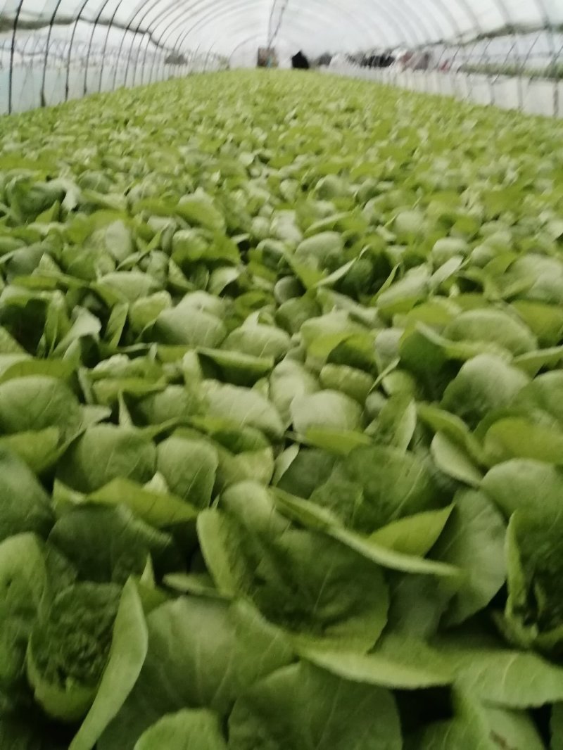 杭白菜，五号菜，5号菜，大量供应浙江上海江苏周边