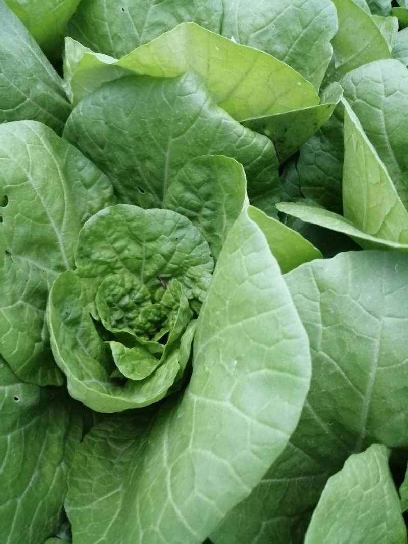杭白菜，五号菜，5号菜，大量供应浙江上海江苏周边