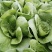 杭白菜，五号菜，5号菜，大量供应浙江上海江苏周边