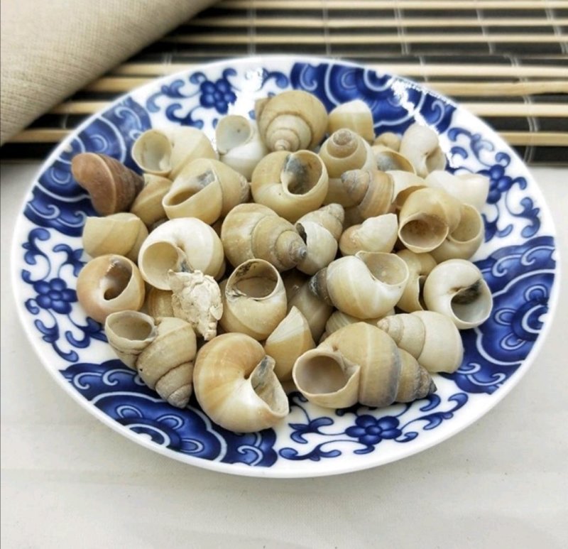 白螺狮壳，道地药材，质优价实，品质保证，药典标准一公斤起