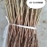 1年生杜梨苗，现起苗现整理现发货，分拣精细，规格齐全。