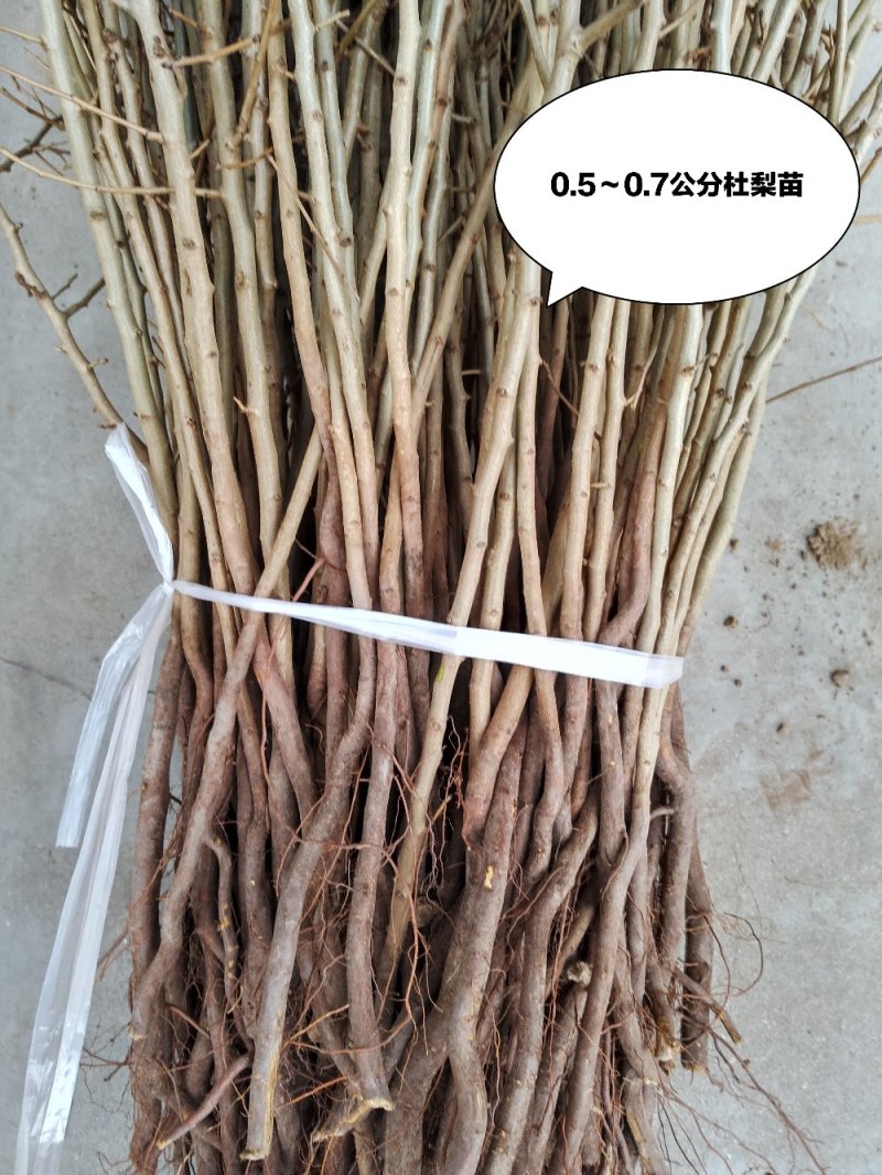 1年生杜梨苗，现起苗现整理现发货，分拣精细，规格齐全。