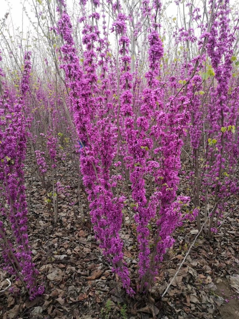 紫荆，大小规格都有，庭院种植或园林绿化