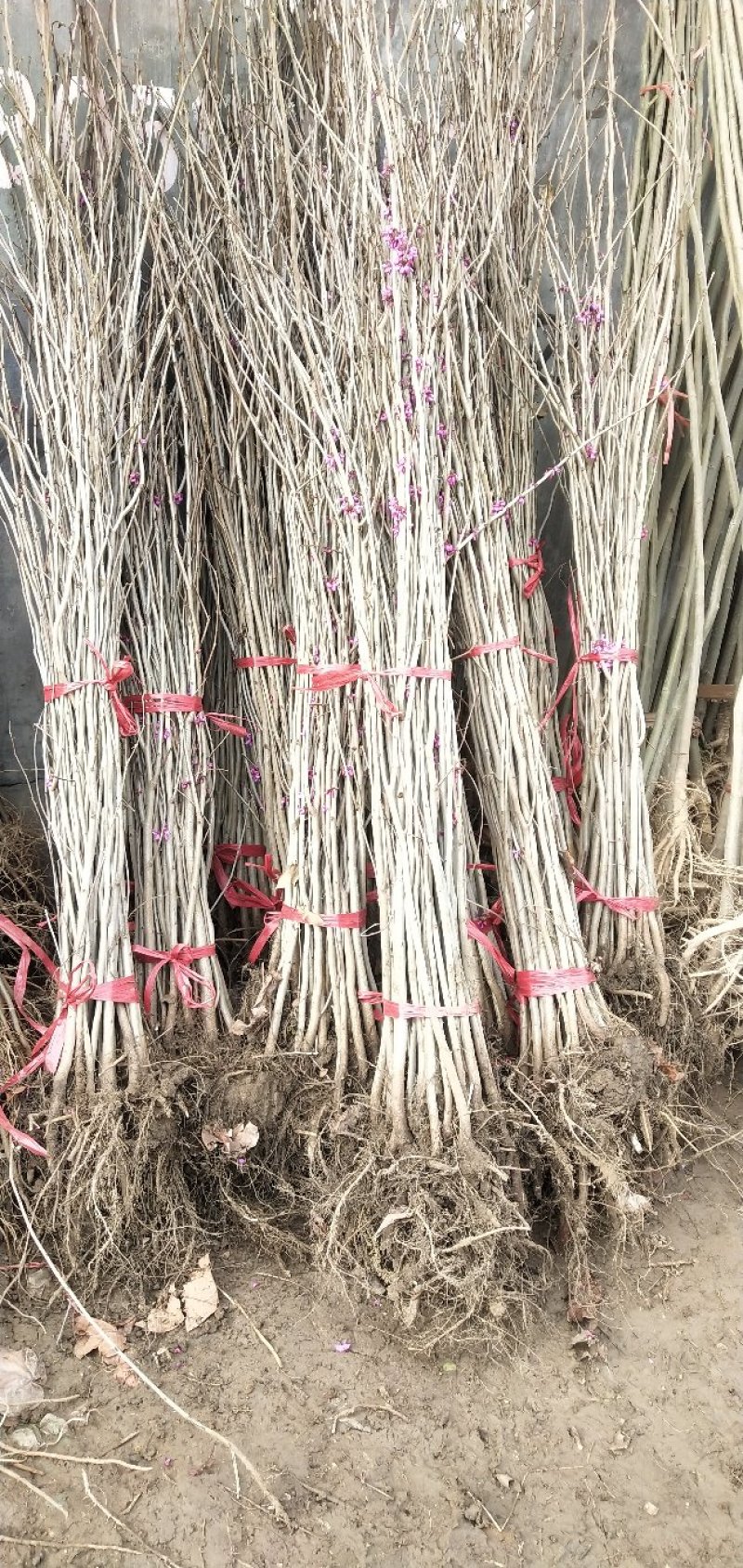 紫荆，大小规格都有，庭院种植或园林绿化