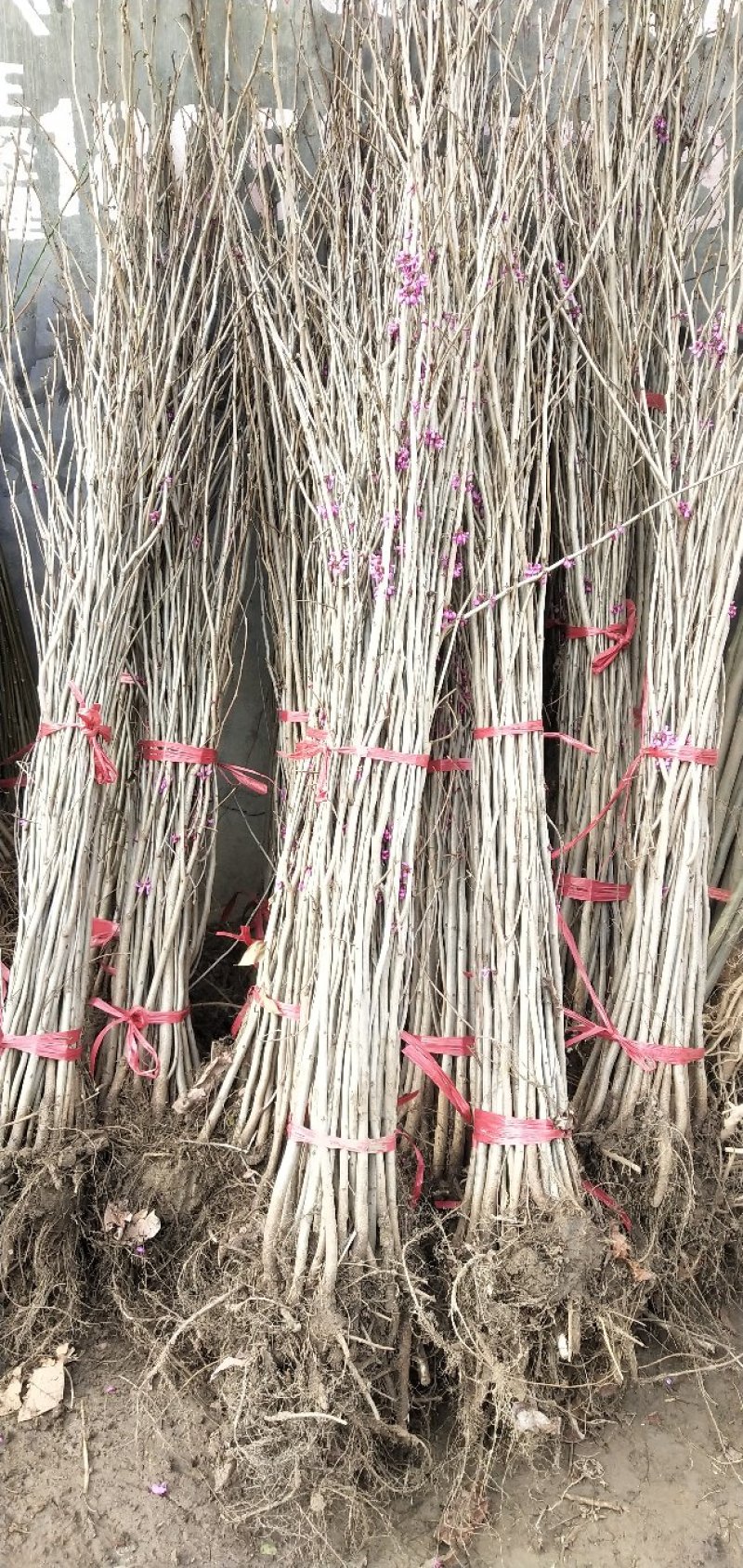紫荆，大小规格都有，庭院种植或园林绿化