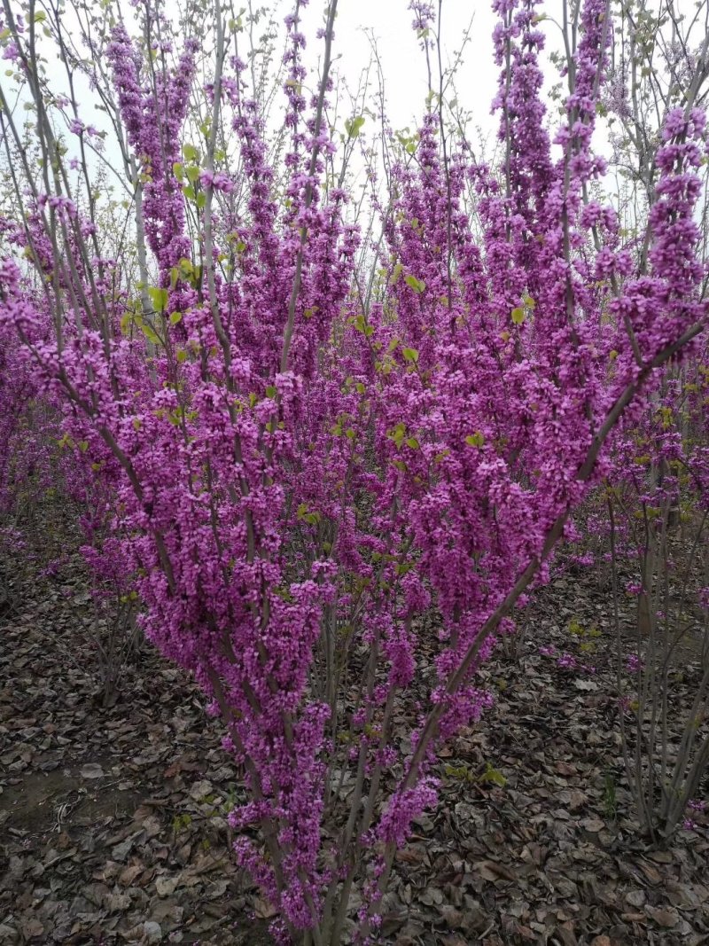 紫荆紫荆树苗-满条红先花后叶花量大2公分满10棵包邮
