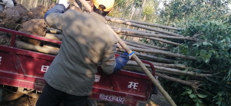 大叶女贞，四季常青，成活率高可批量出货，全国供应
