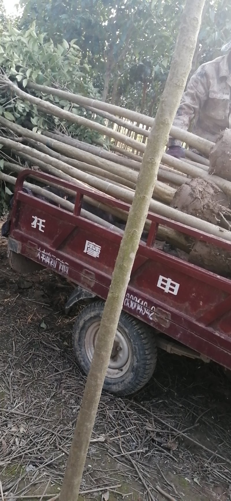 大叶女贞，四季常青，成活率高可批量出货，全国供应
