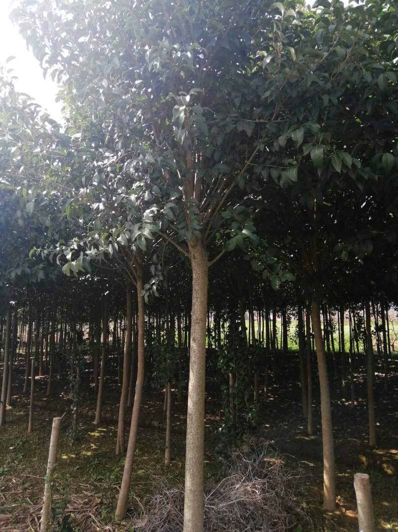 大叶女贞，四季常青，成活率高可批量出货，全国供应