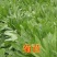 牧草种子，苏丹草、高丹草、墨西哥玉米、紫花苜蓿、甜高粱等