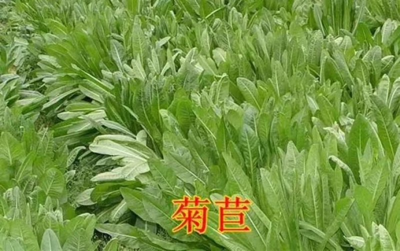 牧草种子，苏丹草、高丹草、墨西哥玉米、紫花苜蓿、甜高粱等