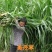 牧草种子，苏丹草、高丹草、墨西哥玉米、紫花苜蓿、甜高粱等