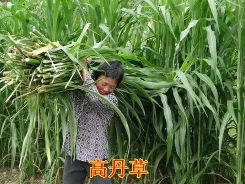 牧草种子，苏丹草、高丹草、墨西哥玉米、紫花苜蓿、甜高粱等