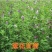 牧草种子，苏丹草、高丹草、墨西哥玉米、紫花苜蓿、甜高粱等