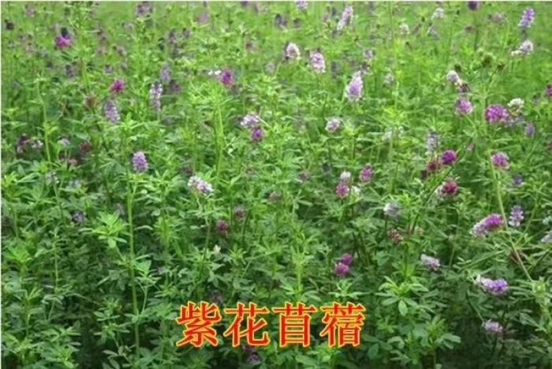牧草种子，苏丹草、高丹草、墨西哥玉米、紫花苜蓿、甜高粱等