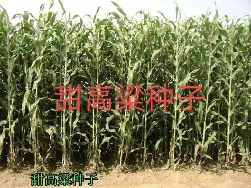 牧草种子，苏丹草、高丹草、墨西哥玉米、紫花苜蓿、甜高粱等