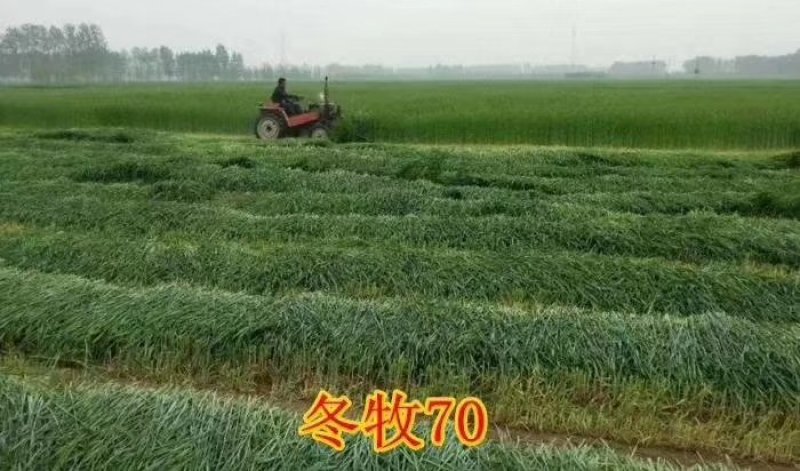 牧草种子，苏丹草、高丹草、墨西哥玉米、紫花苜蓿、甜高粱等