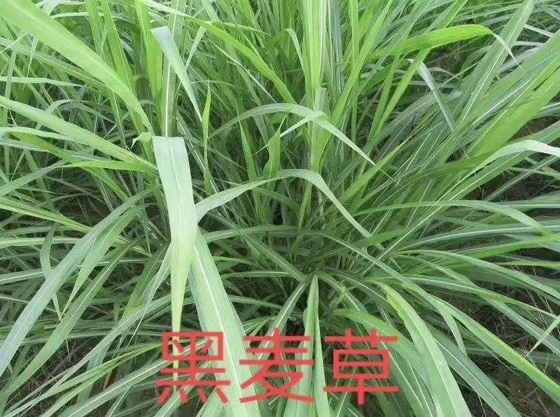 牧草种子，苏丹草、高丹草、墨西哥玉米、紫花苜蓿、甜高粱等