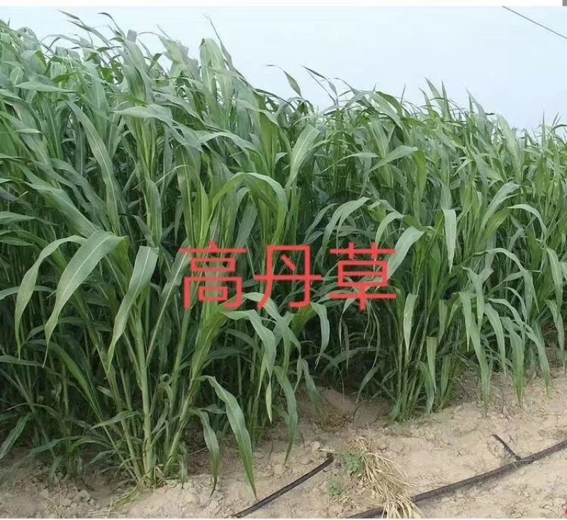 牧草种子，苏丹草、高丹草、墨西哥玉米、紫花苜蓿、甜高粱等