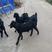成都金堂努比亚黑山羊由成都川农业公司负责向全国推广！