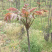 香椿芽【豆皮香椿卷】将香椿洗净，放入水中烫一下；将锅中排