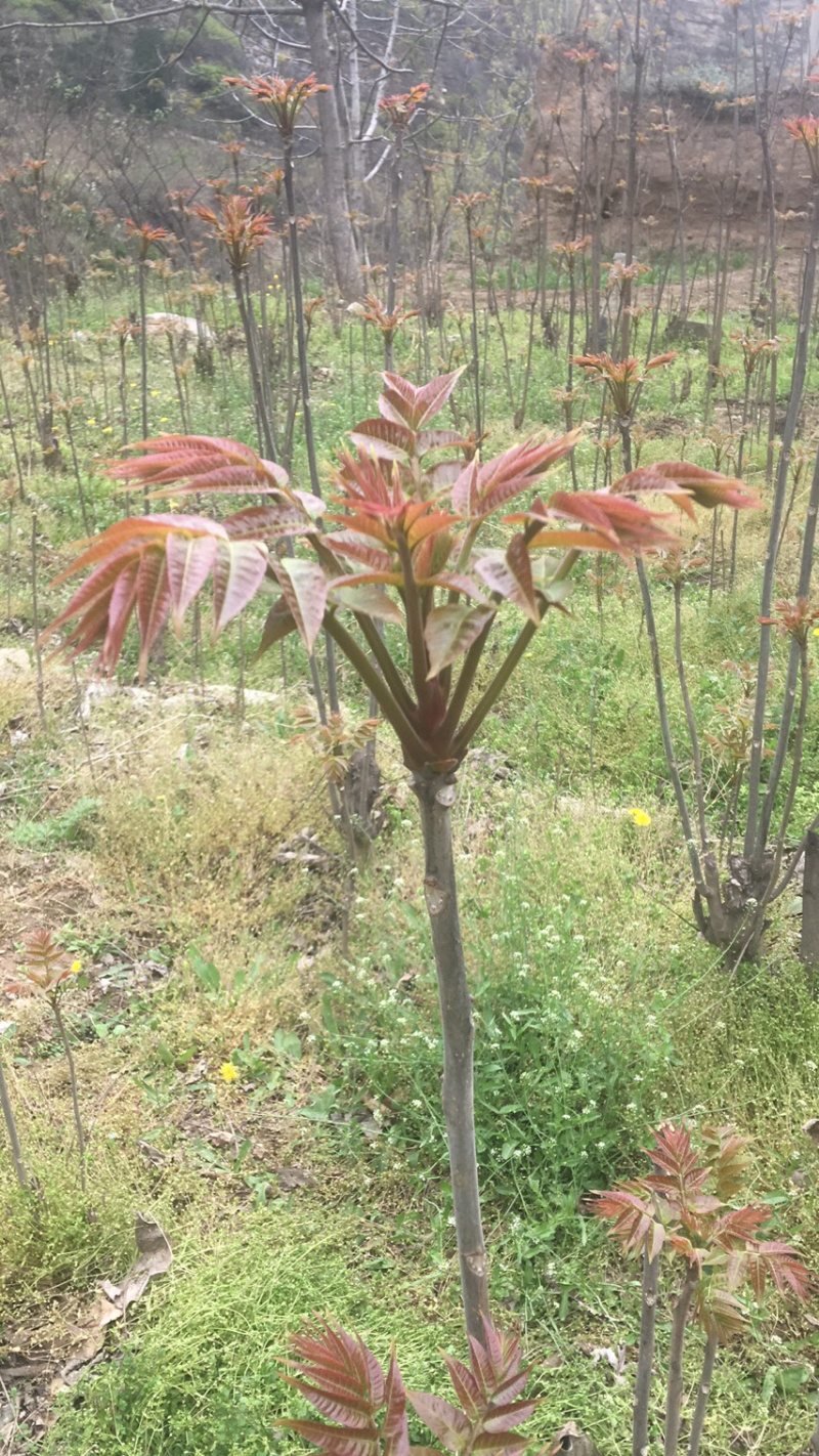 香椿芽【豆皮香椿卷】将香椿洗净，放入水中烫一下；将锅中排